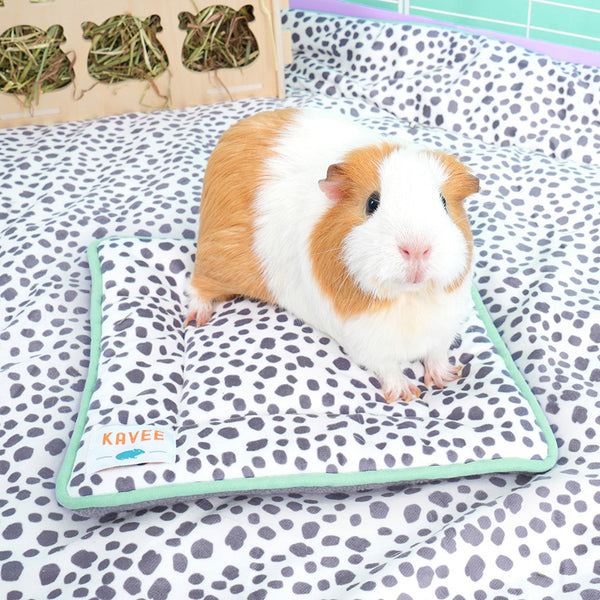 white and brown guinea pig on Kavee dalmatian print peepad on dalmatian print fleece liner in white c&c cage with lilac coroplast