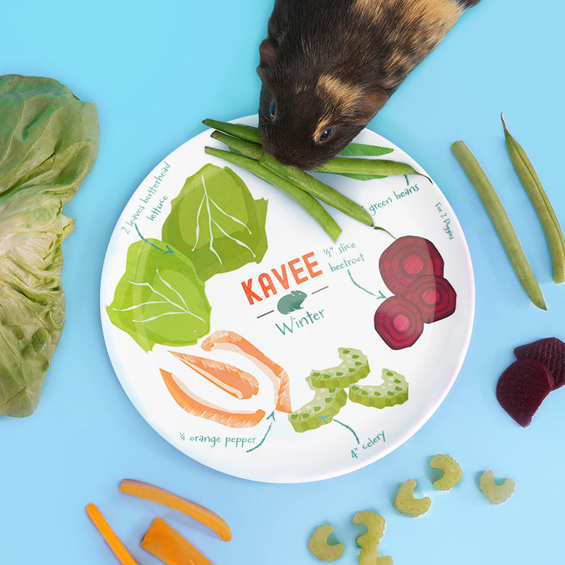 Kavee dietary divider dish for guinea pigs - decorated with vegetables whilst a brown guinea pig eats