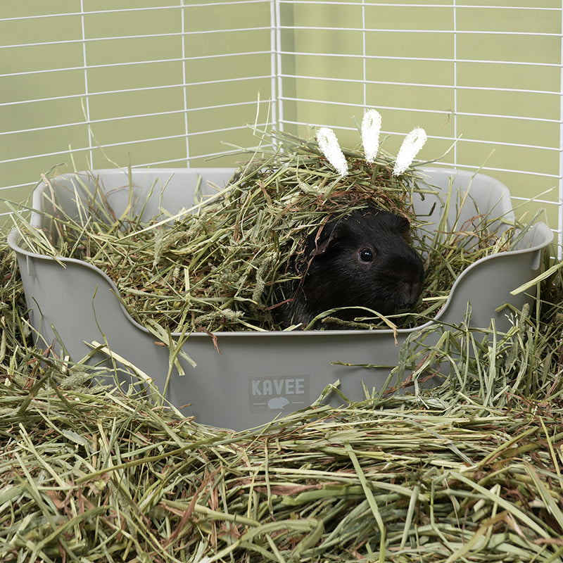Black and white guinea pig covered in a bed of hay in Kavee grey litter tray for guinea pigs and rabbits, in white cage.