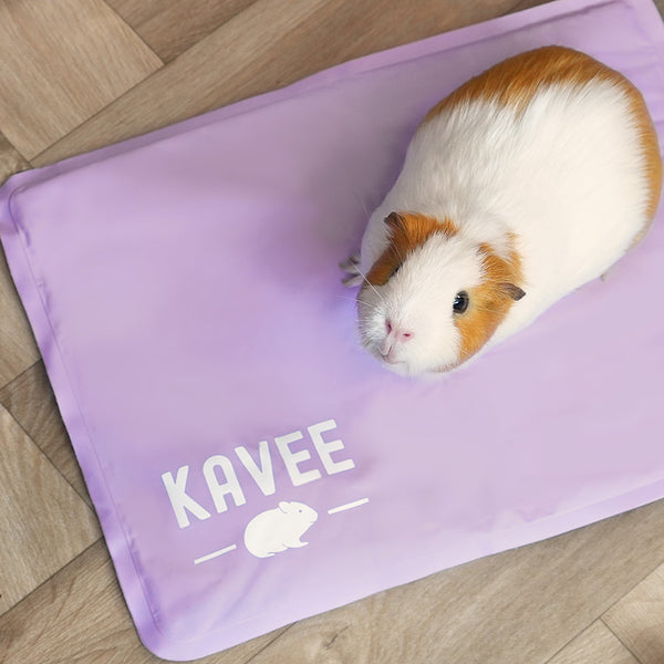 White and brown guinea pig on Kavee's lilac cooling mat on wooden floor