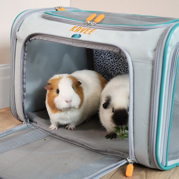 Two guinea pigs inside Kavee's pet karrier for small animals, on wooden floor