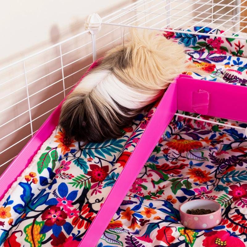 long hair guinea pig going down a ramp with pink coroplast and pink flower fleece liner from kavee