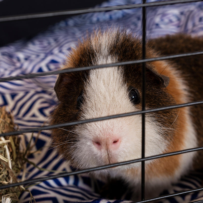 A rex teddy guinea pig looking out of a C&C Cage on a blue geometric fleece liner by kavee