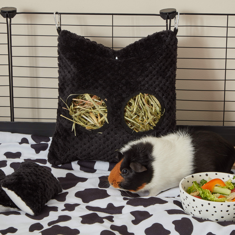 tri coloured guinea pig next to kavee c and c black pillows and hay bag