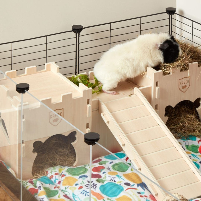 white and black guinea pig on top of wooden kavee fort castle eating hay