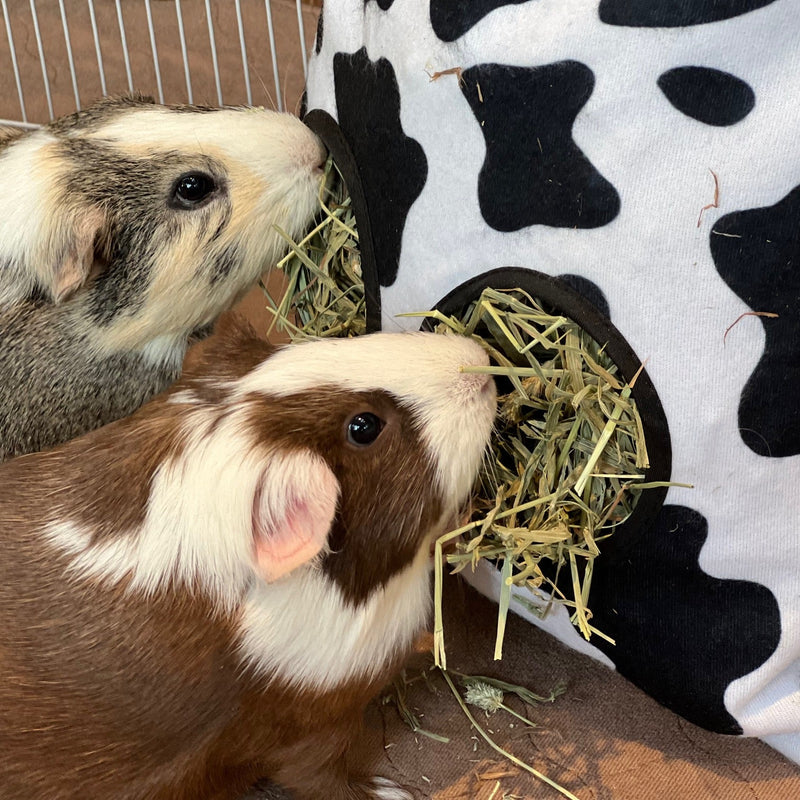 two guinea pigs using a cowprint fleece hay bag from kavee