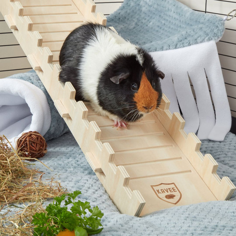 tri coloured guinea pig on top of kavee c and c cage wooden ramp with blue fleece liner and accessories
