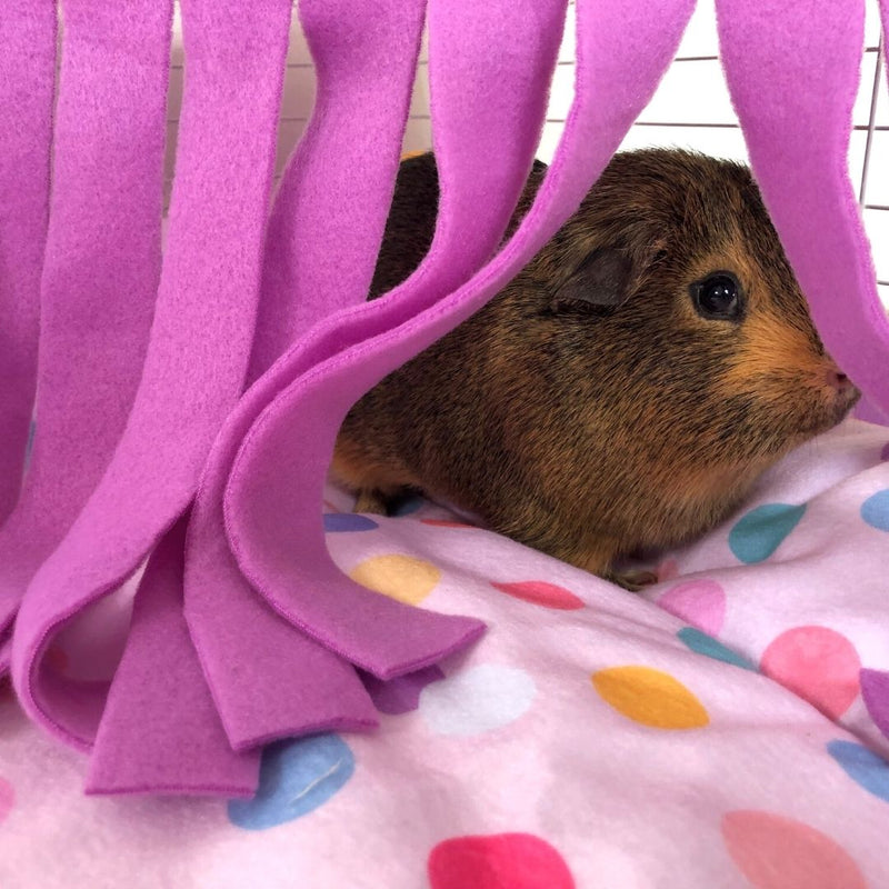 brown short haired guinea pig hiding behind polka dot fleece corner curtain