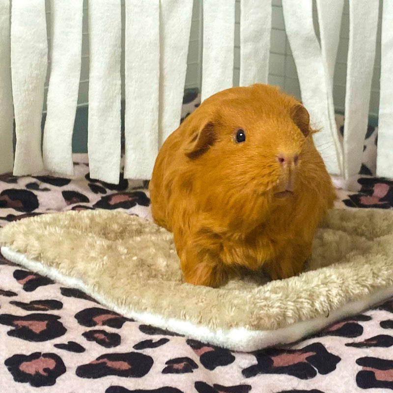 a ginger guinea pig on top of a taupe pee pad on a leopard fleece liner