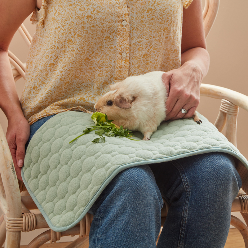 Pictured is a white and ginger guinea pig eating greens on top of Kavee's waterproof guinea pig lap pad.