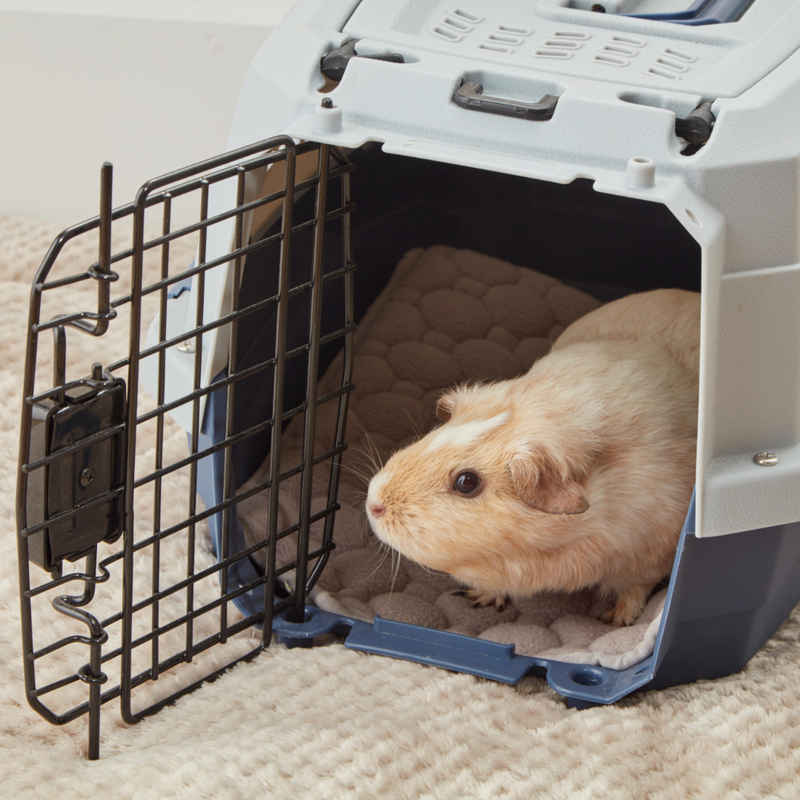 Pictured is a guinea pig inside of a pet carrier, sat on Kavee's waterproof guinea pig lap pad.
